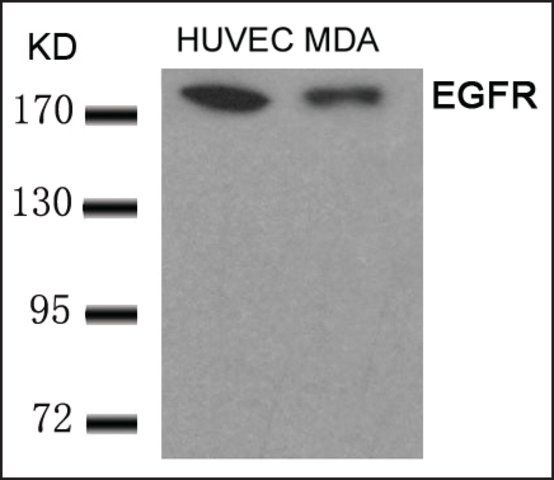 Anti-EGFR (Ab-693) antibody produced in rabbit