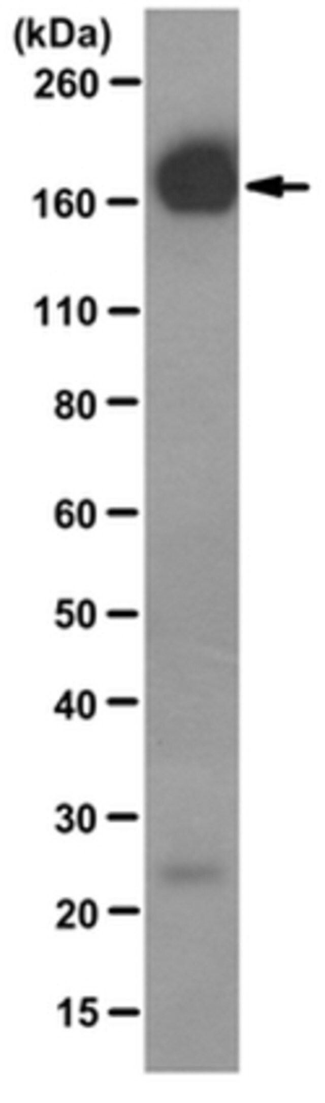 Anti-EGFR Antibody, clone 225 (Azide-free)