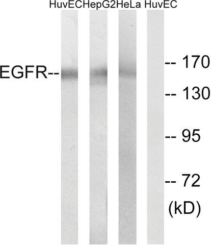 Anti-EGFR antibody produced in rabbit