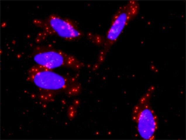 Monoclonal Anti-STAT5A, (N-terminal) antibody produced in mouse