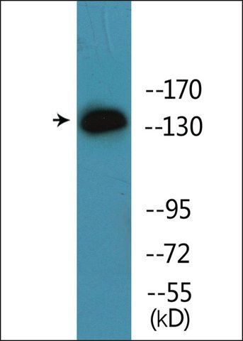 Anti-phospho-EGFR (pTyr<sup>869</sup>) antibody produced in rabbit