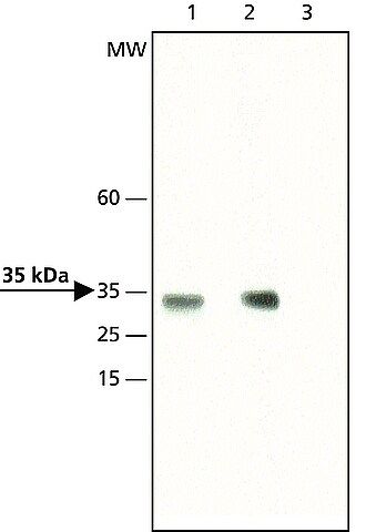 Anti-dimethyl-Histone H1.4 (diMe-Lys<sup>26</sup>) antibody produced in rabbit