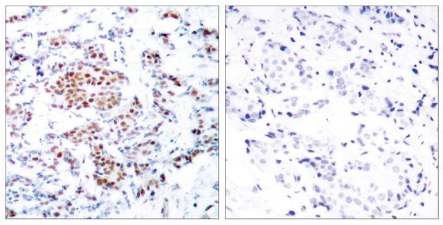 Anti-STAT5A, C-Terminal antibody produced in rabbit