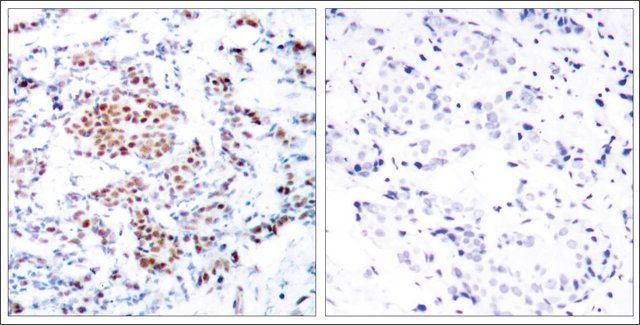 Anti-STAT5A (Ab-694) antibody produced in rabbit