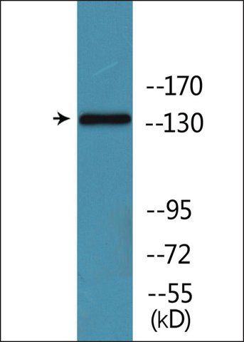 Anti-phospho-EGFR (pSer<sup>1026</sup>) antibody produced in rabbit