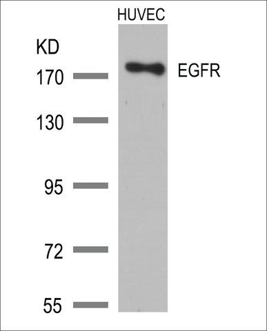 Anti-EGFR (Ab-1172) antibody produced in rabbit