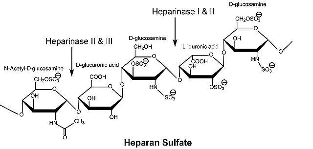 Heparinase II from <i>Flavobacterium heparinum</i>