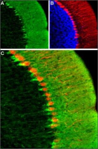 Anti-HCN1 antibody produced in rabbit