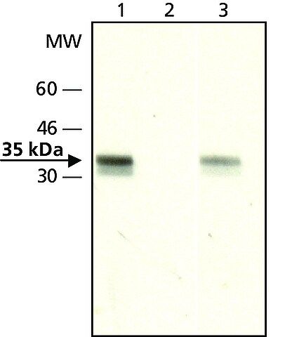 Anti-acetyl-Histone H1.4 (Ac-Lys<sup>26</sup>) antibody produced in rabbit