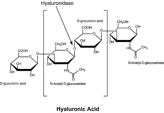 Hyaluronidase from Bovine Testes