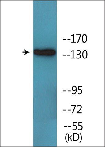 Anti-phospho-EGFR (pTyr<sup>1110</sup>) antibody produced in rabbit