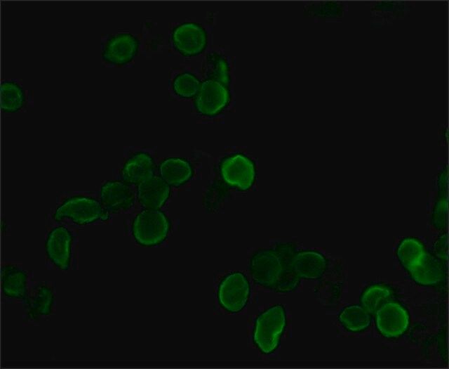 Anti-HA-FITC antibody, Mouse monoclonal