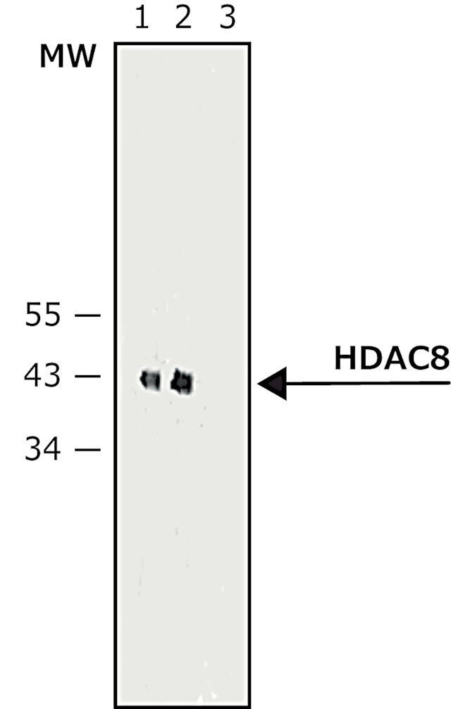 Monoclonal Anti-Histone Deacetylase 8 (HDAC8) antibody produced in mouse