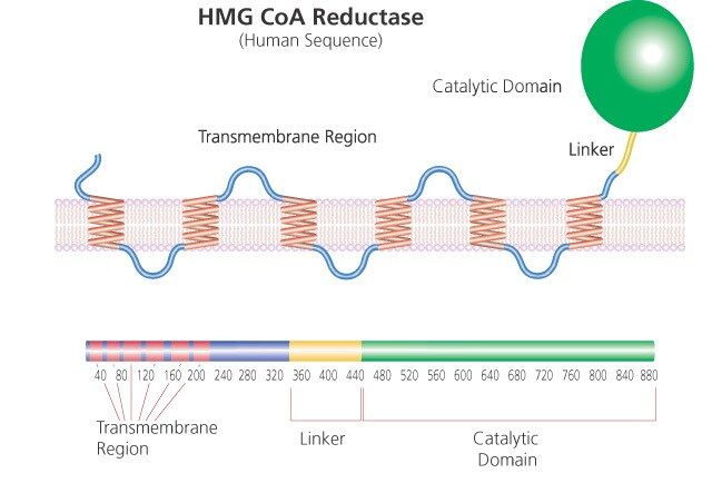 3-Hydroxy-3-methylglutaryl-CoA reductase human