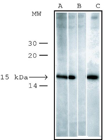 Anti-phospho-Histone H2AX (pSer<sup>139</sup>) antibody produced in rabbit