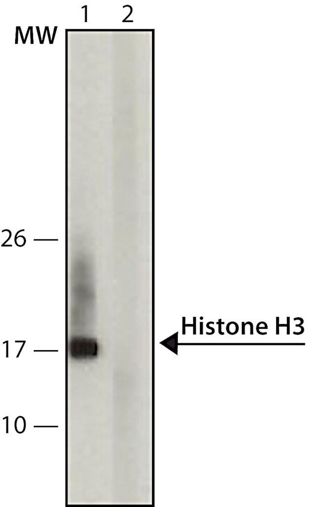 Monoclonal Anti-acetyl- &phospho-Histone H3 (Ac-Lys<sup>9</sup>, pSer<sup>10</sup>) antibody produced in mouse