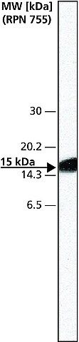 Anti-HSV antibody produced in rabbit