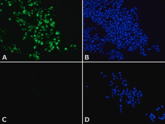 Anti-Histone Deacetylase 8 (HDAC8) antibody produced in rabbit