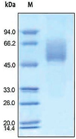 CD155 human