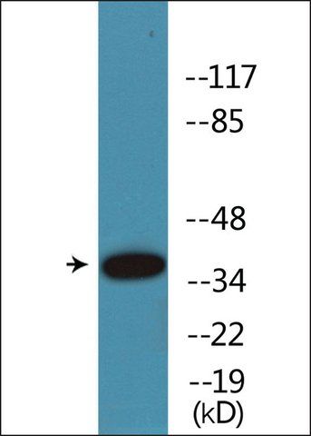 Anti-phospho-CREB (pSer<sup>133</sup>) antibody produced in rabbit