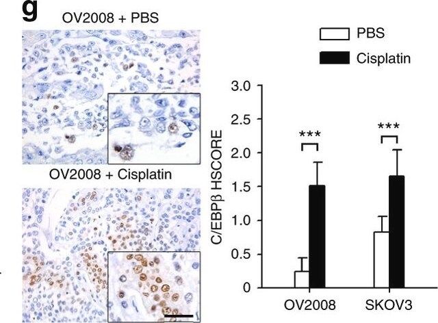 Anti-C/EBP- antibody produced in rabbit