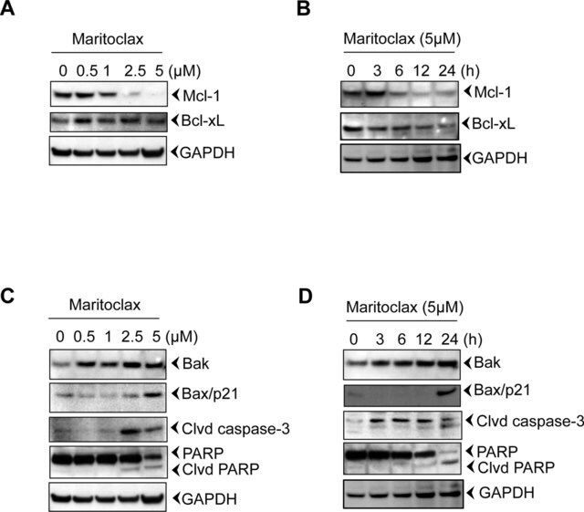 Anti-GAPDH antibody produced in rabbit