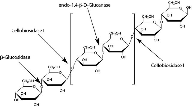 -Glucanase from <i>Trichoderma longibrachiatum</i>