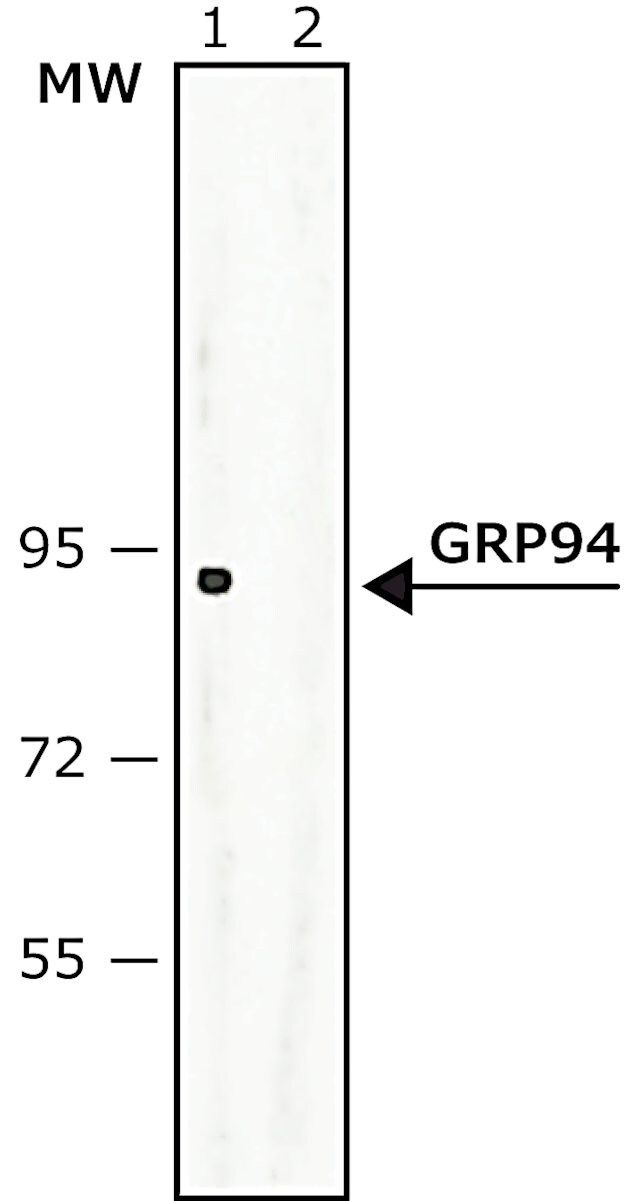 Anti-GRP94 (C-terminal) antibody produced in rabbit