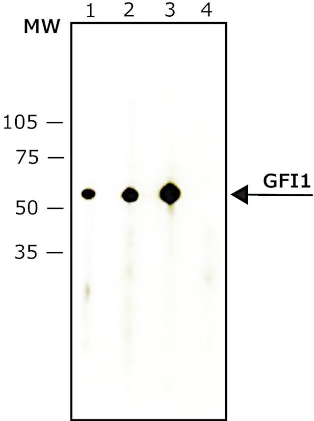 Anti-Growth Factor Independence-1 antibody, Mouse monoclonal