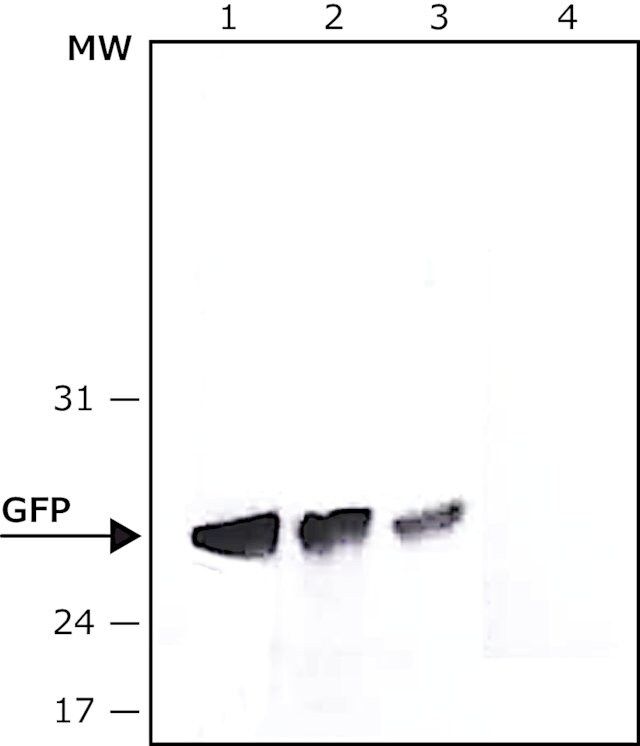 Anti-Green Fluorescent Protein (GFP), N-terminal antibody, Mouse monoclonal