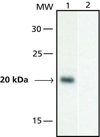 Anti-GAL4, Activation domain antibody produced in rabbit