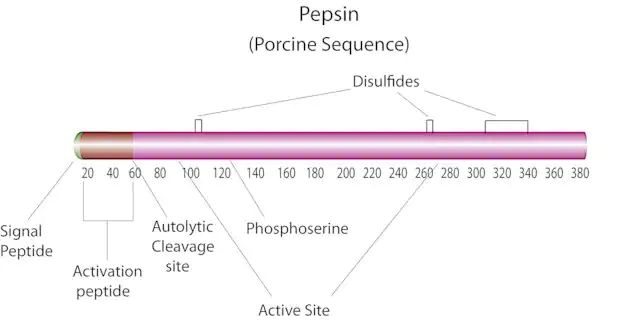 Pepsin from porcine gastric mucosa