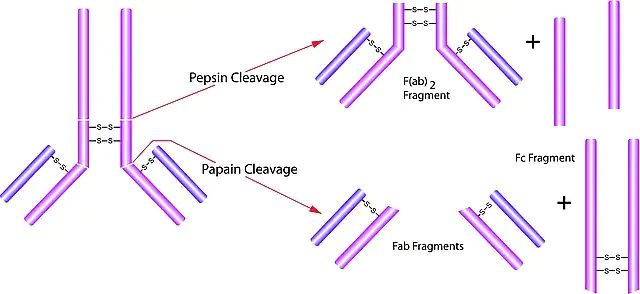 Pepsin from porcine gastric mucosa