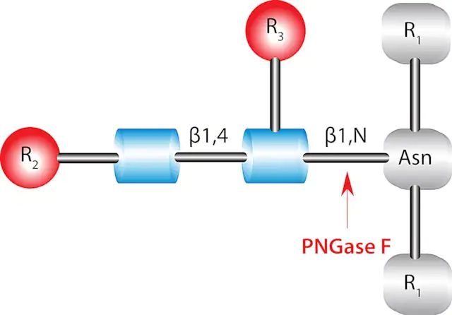 PNGase F from <i>Elizabethkingia meningoseptica</i>