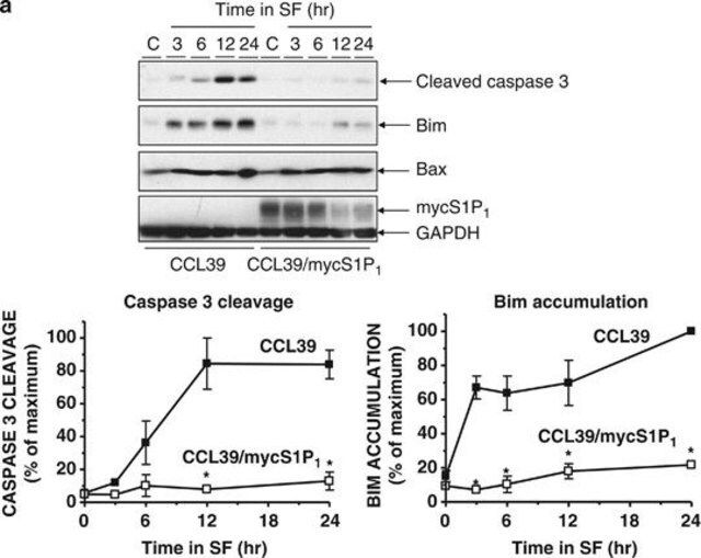 Anti-Bim Antibody, internal epitope, pan-Bim isoforms