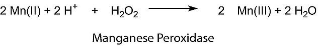 Manganese peroxidase from white-rot fungus (<i>Phanerochaete chrysosporium</i>)