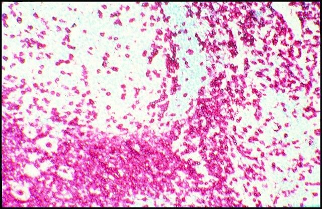 Monoclonal Anti-CD3 antibody produced in mouse