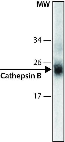 Anti-Cathepsin B antibody, Mouse monoclonal