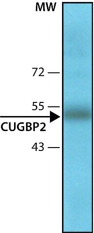 Anti-CUGBP2 antibody, Mouse monoclonal