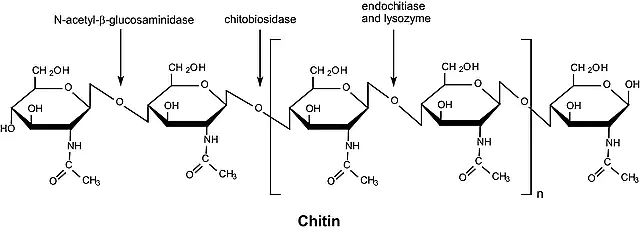 Chitinase from <i>Trichoderma viride</i>