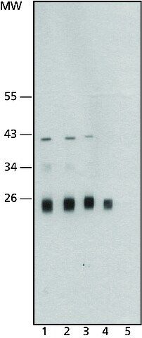 Anti-Cathepsin L antibody, Mouse monoclonal