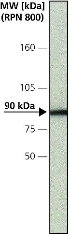 Anti-Calnexin antibody, Mouse monoclonal