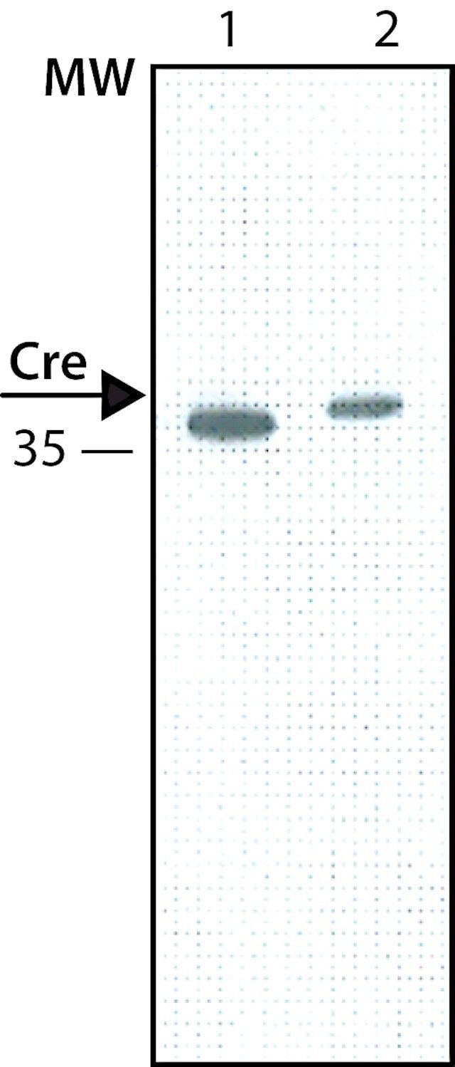 Anti-Cre antibody, Mouse monoclonal