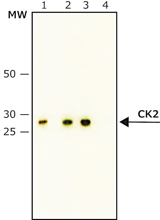 Anti-Casein Kinase 2 antibody, Mouse monoclonal