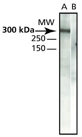 Anti-CENP-E antibody produced in rabbit