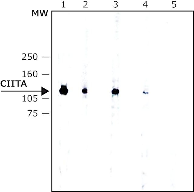 Anti-CIITA antibody, Mouse monoclonal