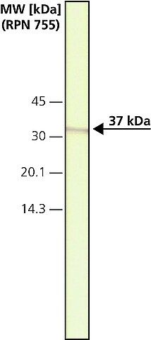 Anti-Caspase 9 antibody,Mouse monoclonal