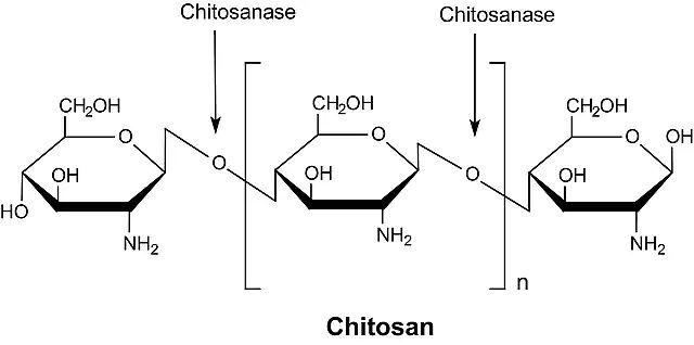 Chitosanase from <i>Streptomyces</i> sp.