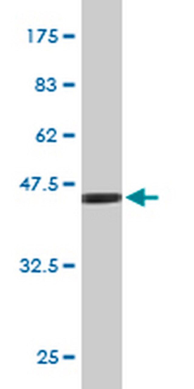 Anti-FGF21 Mouse mAb (2F11)