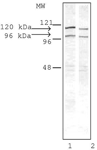 Anti-Drebrin antibody produced in rabbit